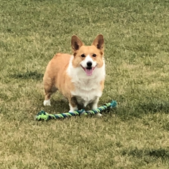 Meet your Posher, Sam - Picture 1 of 1